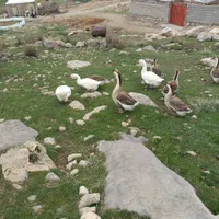 فروش جوجه قو غاز|پرنده|نورآباد, |دیوار