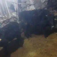 دو عدد گاو|حیوانات مزرعه|نظر کهریزی, |دیوار