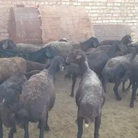 ۱۸راس‌گوسفند‌قزل‌افشا‌ر‌جوان‌‌برای‌نگهداری
