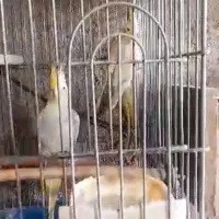 عروس هلندی مولد خانگی