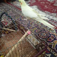 مرغ عروس