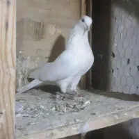 کبوتر پرشی غریب