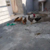 مرغ تخم گذار