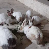 خرگوش خانگی|موش و خرگوش|برخوار, |دیوار