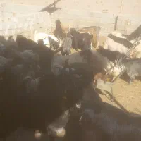 فروش ۱۴۰راس بزغاله پرواری چاق میش بز قوچ بره|حیوانات مزرعه|پیر بکران, |دیوار