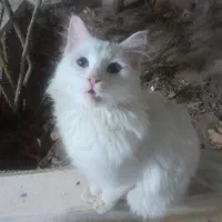 گم شده گربه پرشین سفید