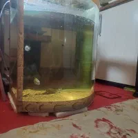 اکواریوم شیشه محدب
