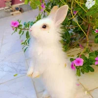 واگذاری خرگوش سفید لوپ بالغ نر