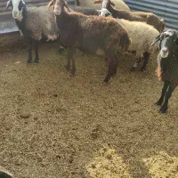 گوسفند میش چاق|حیوانات مزرعه|بشاریات, |دیوار