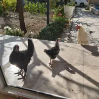 جوجه نیمچه و رسمی|حیوانات مزرعه|آبیک, |دیوار