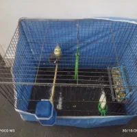 عروس هلندی سرحال و مست نر|پرنده|قرچک, باقرآباد|دیوار