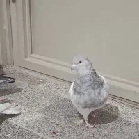 کله الماسی|پرنده|داران, |دیوار