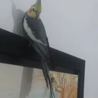 فروش عروس هلندی