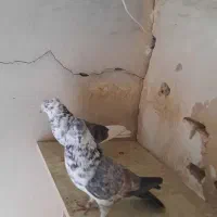 کبوتر