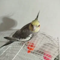 عروس هلندی فول رام سخنگو|پرنده|فردوس (خراسان), |دیوار