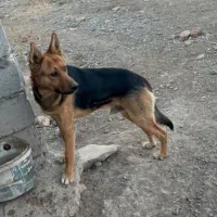 فروش یا معاوضه با ژرمن شپرد