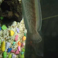 ماهی بلک گلکسی چانا|ماهی|اصفهان, سرچشمه|دیوار