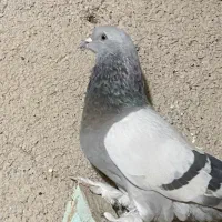 کفتر بهبهانی|پرنده|شیراز, حومه شیراز|دیوار