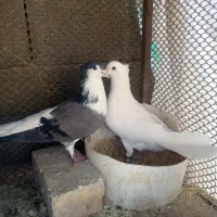 دوبحر|پرنده|اصفهان, ارداجی|دیوار