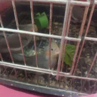 عروسی هلندی