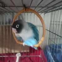 طوطی برزیلی|پرنده|نسیم‌شهر, |دیوار