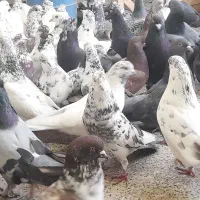 کبوتر تهرانی مهلقی