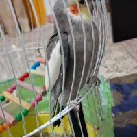 عروس هلندی نر سخن گو|پرنده|تالش, هشتپر|دیوار