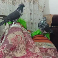 کبوتر|پرنده|مرودشت, تخت جمشید|دیوار