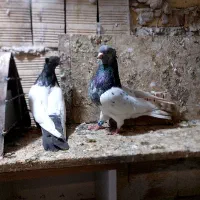 کله سبز|پرنده|بستان آباد, |دیوار