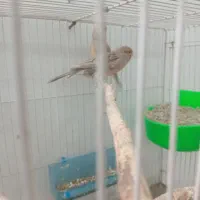 قناری جفت مولد به شرط تخم و جوجه
