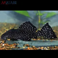 ماهی نظافتچی لجن خوار لوچ کفخوار / آکواریوم سانفیش|ماهی|زنجان, |دیوار