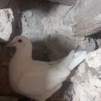 کبوتر|پرنده|نیشابور, مازول|دیوار