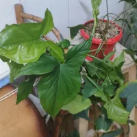 بافت سایز ۳۶ و گل|لباس|ارومیه, |دیوار