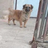 واگذاری ۱عددسگ پاکوتاه وگازسی ان جی  ورینگ  پراید