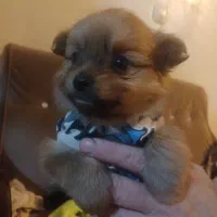 توله های پامر زیبا|سگ|محمدشهر, جعفرآباد|دیوار