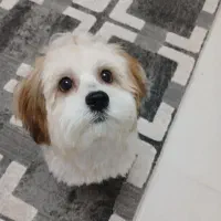 سگ شیتزو عروسکی خونگی