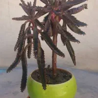 گل وگلدان|گل و گیاه طبیعی|اسلامشهر, ایرین|دیوار