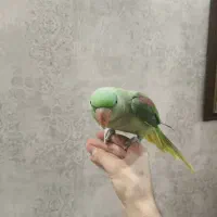 شاه طوطی رام و دستی