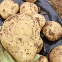 سیب زمینی بذر سانتا|عمده‌فروشی|بوکان, |دیوار