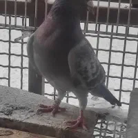 یه جفت مسافتی اردن