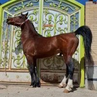نریون سواری دار