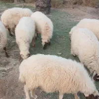 تعداد میش و بره|حیوانات مزرعه|آسمینون, |دیوار