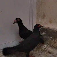 کبوتر