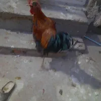 سه عددخروس