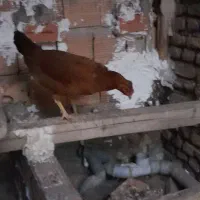 مرغ|حیوانات مزرعه|فاضل آباد, |دیوار