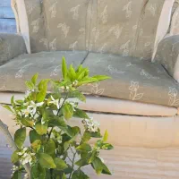 مبلمان یک دست رایگان