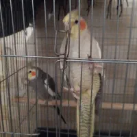 یه جفت عروس زیبا