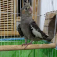 عروس هلندی کاملا سالم و سرحال