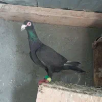 زاغ ماده