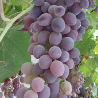 فروش باغ و آب چاه